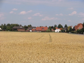 Kattriede - Bereich Maienhorst